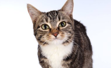Beyaz arka plan stüdyo güzel çizgili kedi portresi