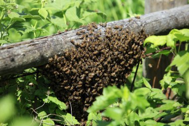 makro vahşi ormanda bir şube arıdan swarm