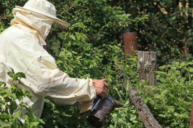 arıcı Bahçe arı sürüsü içinde sigara içiyor.