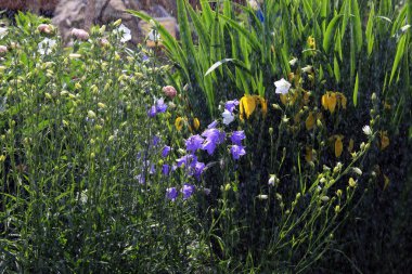güzel çiçekler yaz güneş yağmur altında bahçede çiçek yatakta closeup
