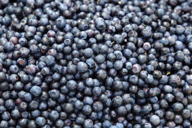 closeup arka plan doku olgun yaban mersini