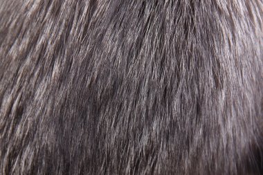 closeup arka plan doku kürk siyah, kırmızı ve beyaz 