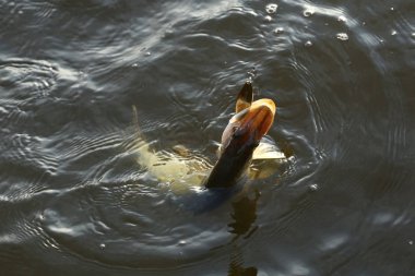 Makro taze pike nehre oltaya sabah erken yakaladı.