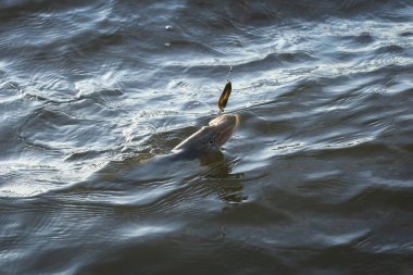 Makro taze pike nehre oltaya sabah erken yakaladı.