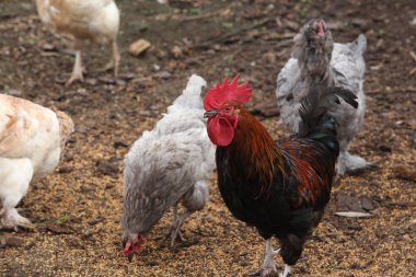 portre tavuk ve horoz tavuk bahçedeki