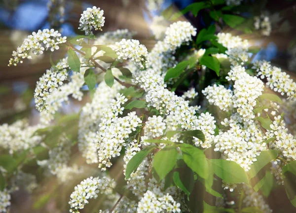 Isolierte Nahaufnahme Blühender Zweig Der Vogelkirsche Frühlingsgarten Einem Sonnigen Tag — Stockfoto