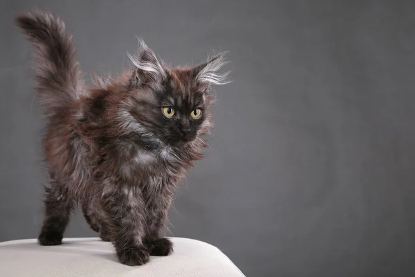 灰色背景工作室毛茸茸的黑猫肖像 — 图库照片