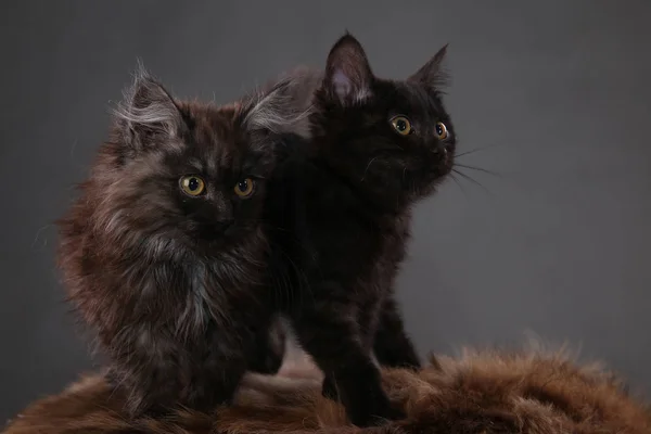 Porträt Zweier Schwarzer Kätzchen Auf Grauem Hintergrund — Stockfoto