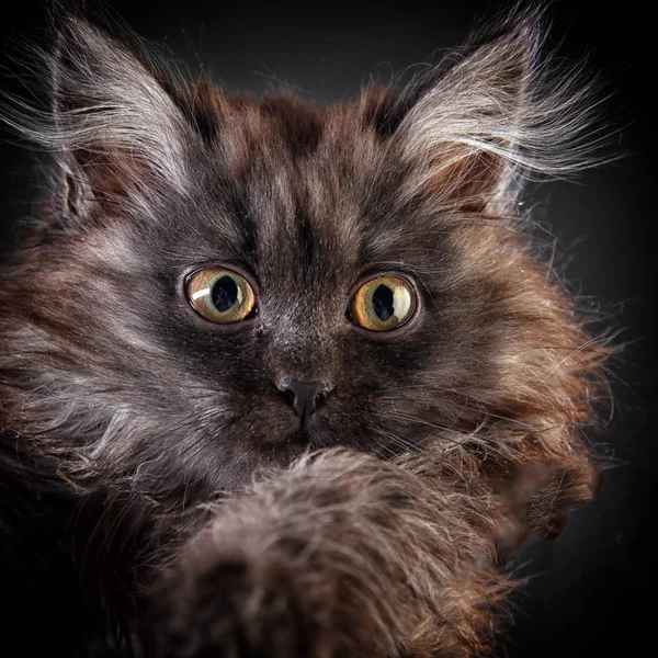 Porträt Eines Flauschigen Schwarzen Kätzchens Auf Grauem Hintergrund — Stockfoto