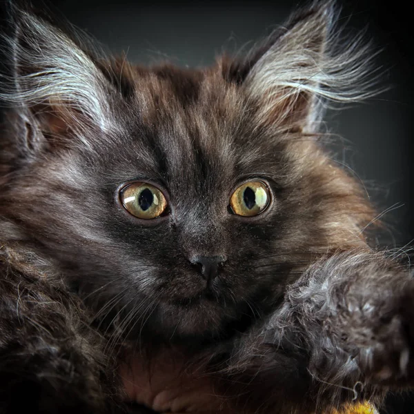 Portrait Fluffy Black Kitten Gray Background Studio — Stock Photo, Image