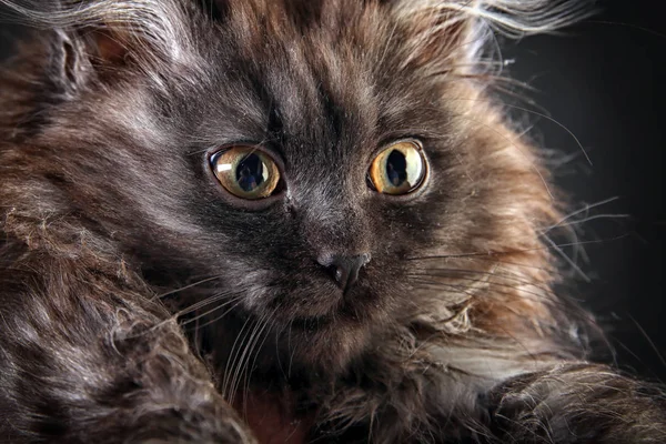Portret Van Pluizig Zwart Kitten Een Grijze Achtergrond Studio — Stockfoto