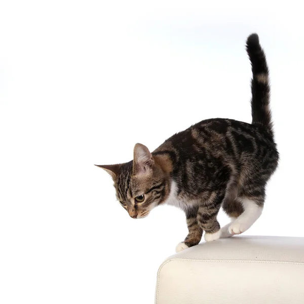 스튜디오에 줄무늬 고양이의 초상화 — 스톡 사진