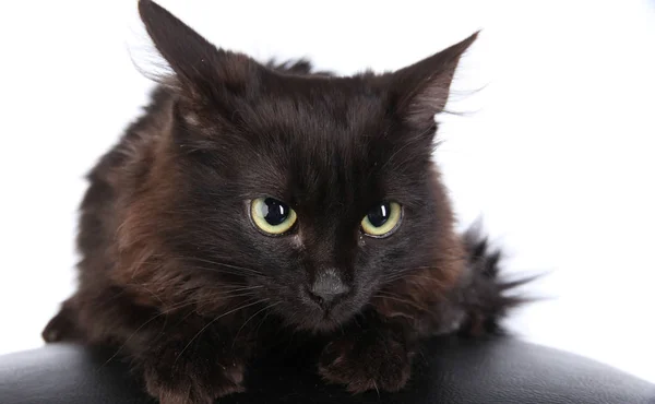 特写肖像愤怒的黑猫在白色背景工作室 — 图库照片