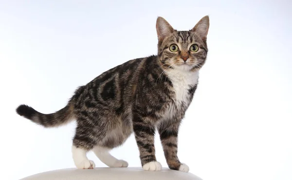 Portrait Beautiful Striped Cat White Background Studio — Stock Photo, Image