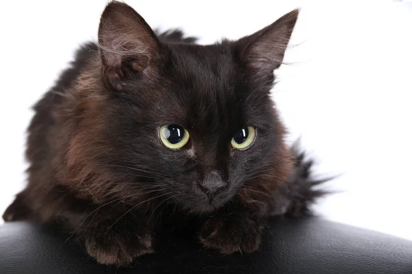Gros Plan Portrait Colere Chat Noir Sur Fond Blanc Studio Image Libre De Droit Par Salman2 C Gros Plan Portrait Colere Chat Noir Sur Fond Blanc Studio Image Libre De Droit Par Salman2 C