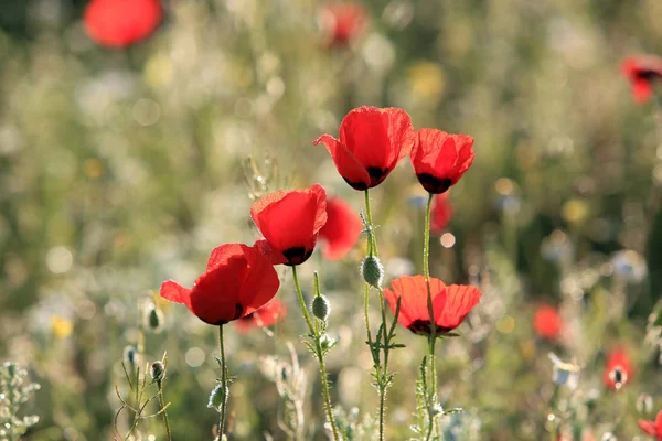 Червоні Макові Квіти Крупним Планом Рано Вранці — стокове фото
