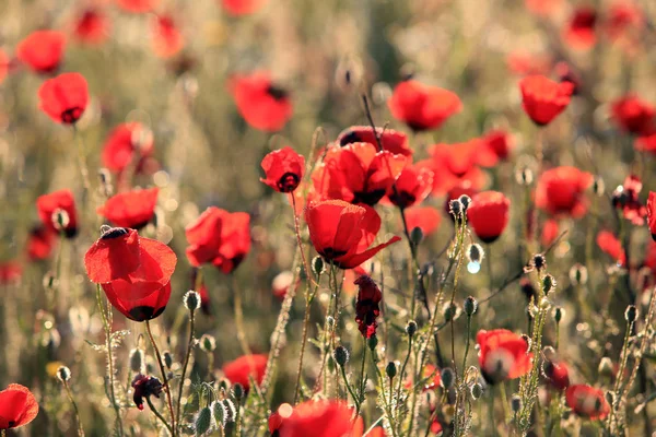 Red Poppy Flowers Field Close Early Morning — Stock Photo, Image