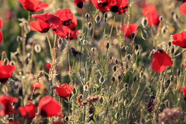 Campo Flores Amapola Roja Primer Plano Temprano Mañana — Foto de Stock