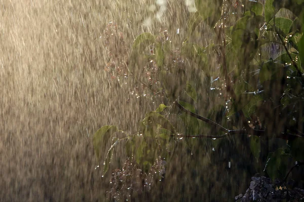 Gros Plan Branche Épine Vinette Fleurs Sous Pluie Par Une — Photo