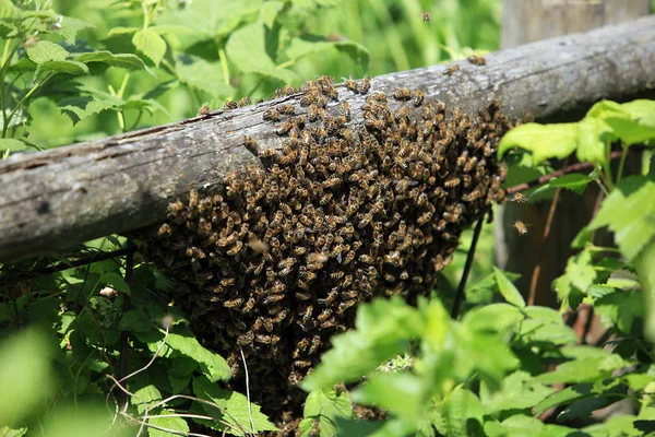 Essaim Macro Sauvage Abeilles Sur Une Branche Dans Forêt — Photo