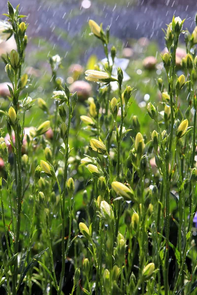 Nahaufnahme Von Schönen Blumen Blumenbeet Garten Unter Der Sommersonne Regen — Stockfoto