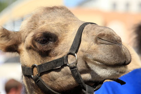 Closeup Portret Van Een Kameel Het Hoofdstel Beurs — Stockfoto