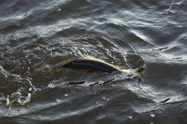 Frühmorgens Frischer Hecht Haken Fluss — Stockfoto