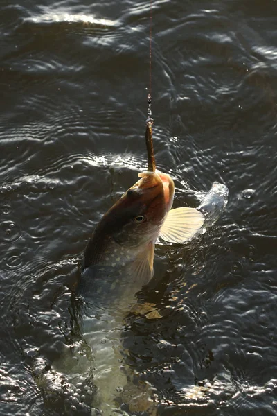 Macro Fraîchement Pêché Brochet Sur Crochet Dans Rivière Tôt Matin — Photo