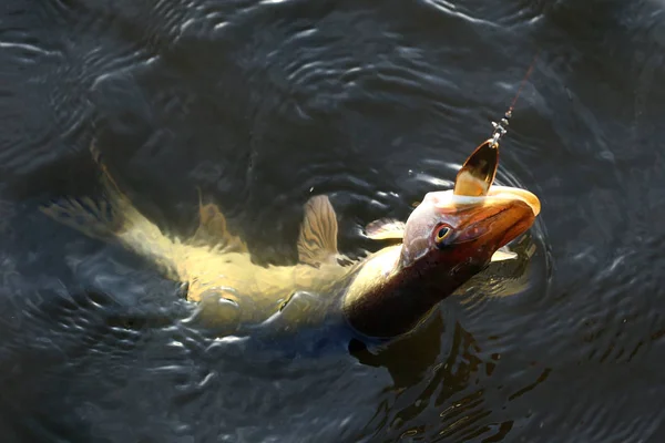 Frühmorgens Frischer Hecht Haken Fluss — Stockfoto