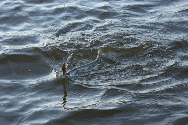Makro Taze Pike Nehre Oltaya Sabah Erken Yakaladı — Stok fotoğraf