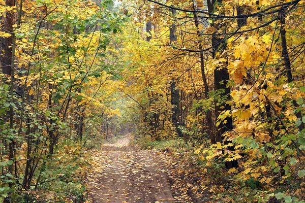 Route Automne Paysage Dans Forêt Avec Des Feuilles Colorées — Photo