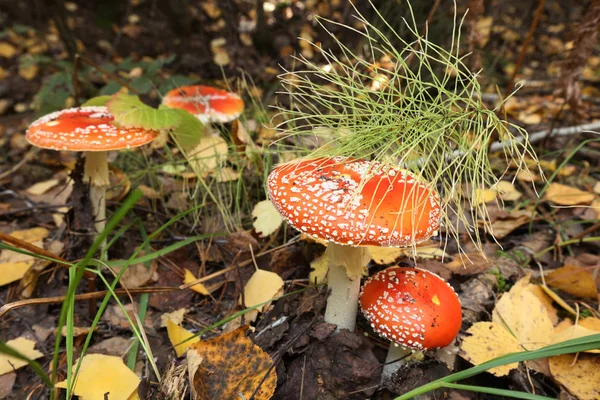 Macro Bela Mosca Brilhante Agaric Floresta Outono — Fotografia de Stock