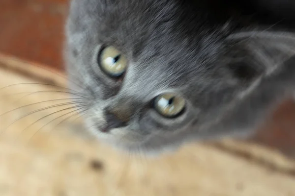 Closeup Portrait Cute Kitten Porch Garden — Stock Photo, Image