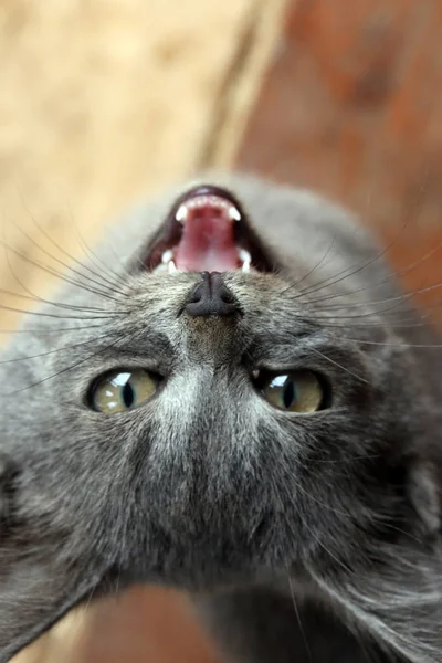 Portrait Gros Plan Mignon Chaton Sur Porche Dans Jardin — Photo