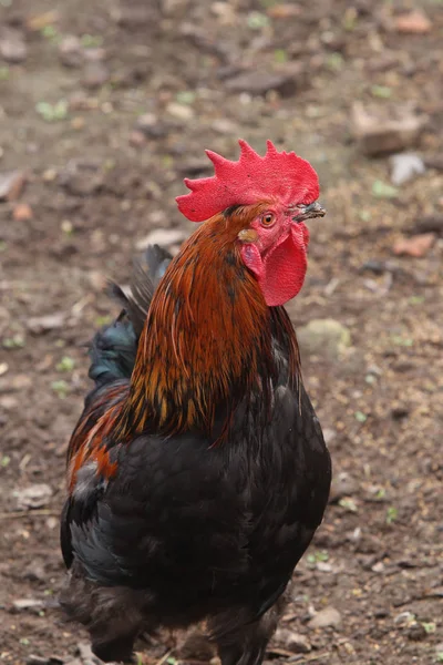 Closeup Kippen Een Haan Pluimvee Tuin — Stockfoto