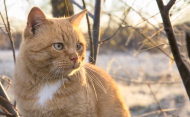 Donmuş çimenlerin üzerinde poz büyük Kızıl saçlı kedi