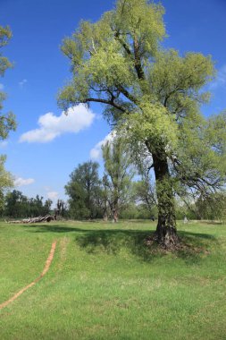 bahar manzara Oaks'da yeşil sis genç yapraklar güneşli bir nehir kıyısında 