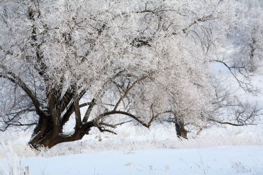 Sabahın erken saatlerinde karla kaplı tarlalar, ağaçlar ve nehirlerin kış manzarası