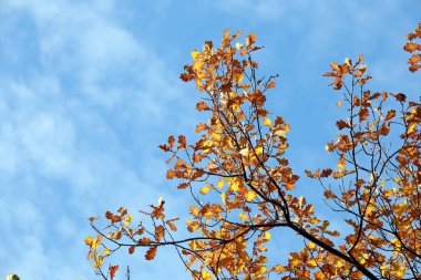 mavi gökyüzüne karşı dallar Close-up sonbahar yaprakları