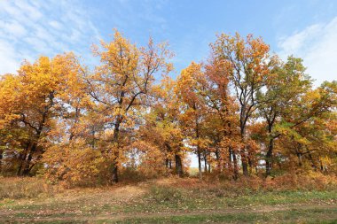 Sonbahar manzarası, güneşli bir günde nehrin yakınındaki meşe koruluğunda altın sonbahar.