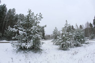 ormanda geç kış kış manzara kar yağışı