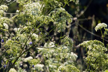 Makro çayır çimenleri sabahın erken saatlerinde çiğ taneleriyle gün doğumunda