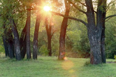 Ormanda güzel bir günbatımının sonbahar manzarası. Güneş ışınları yaprakların arasından yol alır.