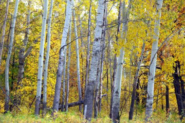 Güzel sonbahar manzarası, güneşli bir günde renkli yapraklarla sonbahar ormanı. 
