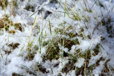 yakın çekim yeşil otların arasında erken kış güneş ışığı altında bir çayır günü kar