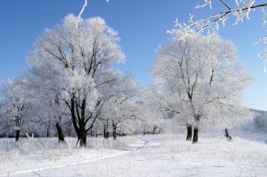 Kış manzarası. Aydınlık, buz tutmuş ormanda bir sabah.