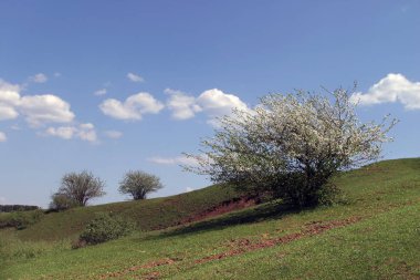 Mavi gökyüzündeki beyaz bulutların ve yeşil çayırdaki nadir ağaçların idealist yaz manzarası.