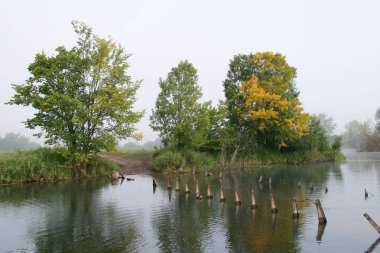 Şafak vakti ormanın yakınındaki nehirde yoğun sis manzarası