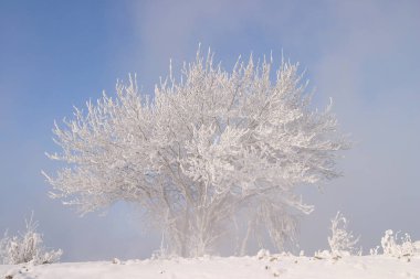 Kış manzarası ağaçları donmak üzere olan nehirle kaplı açık bir gün.