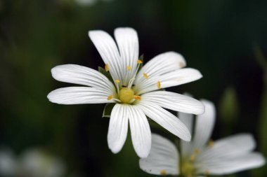 Genç güzel bahar çiçekleri bir çayırda